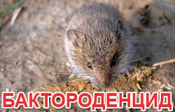 Бактороденцид